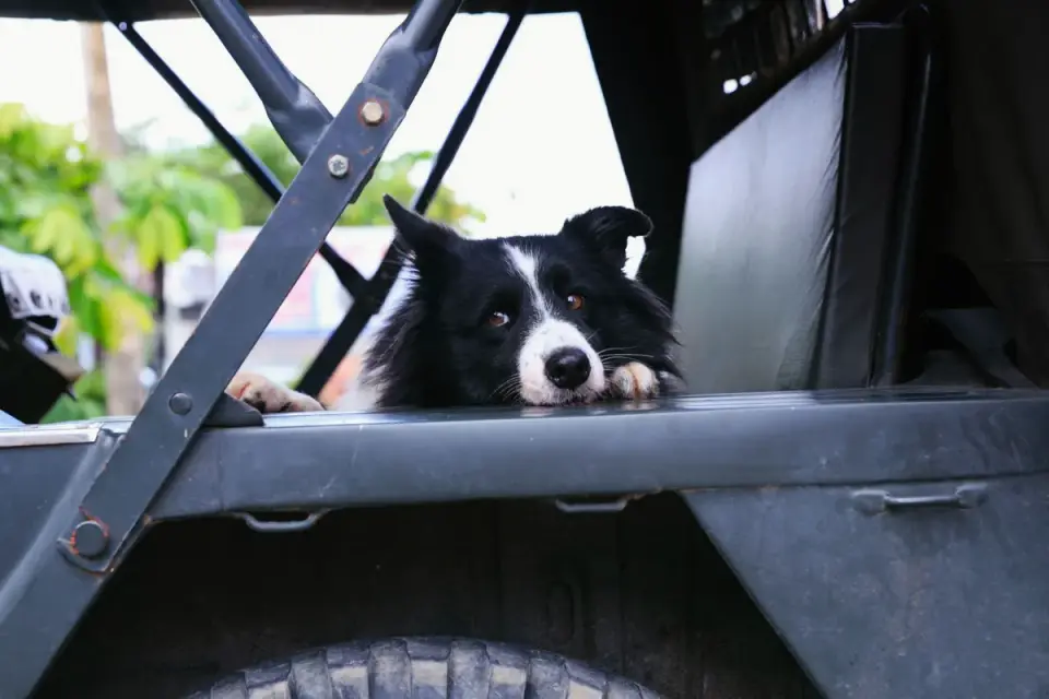 A dog resisting getting into a car's open trunk in a driveway