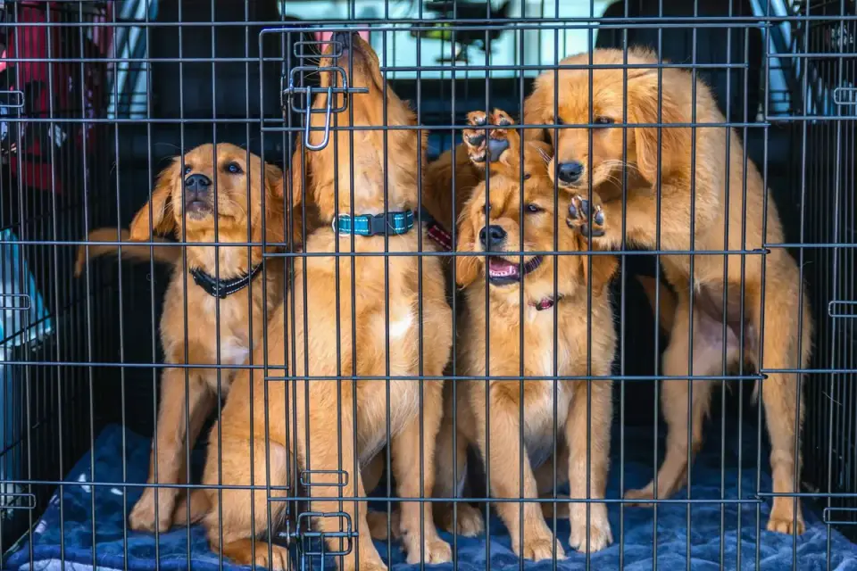 A dog secured in a crate in the center of a car's back seat
