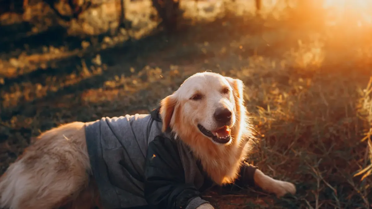 A senior golden retriever lying on an orthopedic bed in a sunlit living room