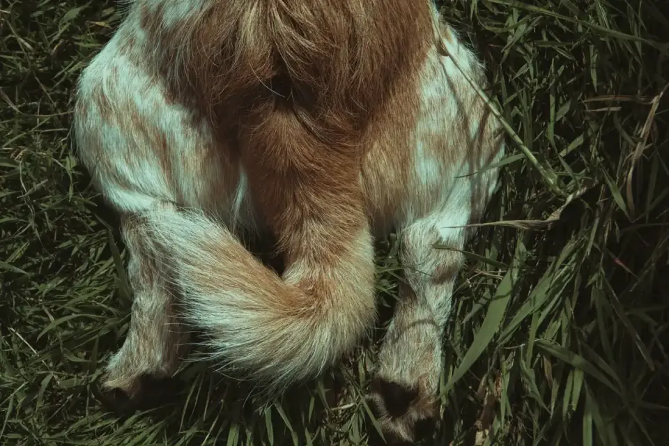 A veterinarian gently examining a dog's hind limbs and lower spine during a checkup
