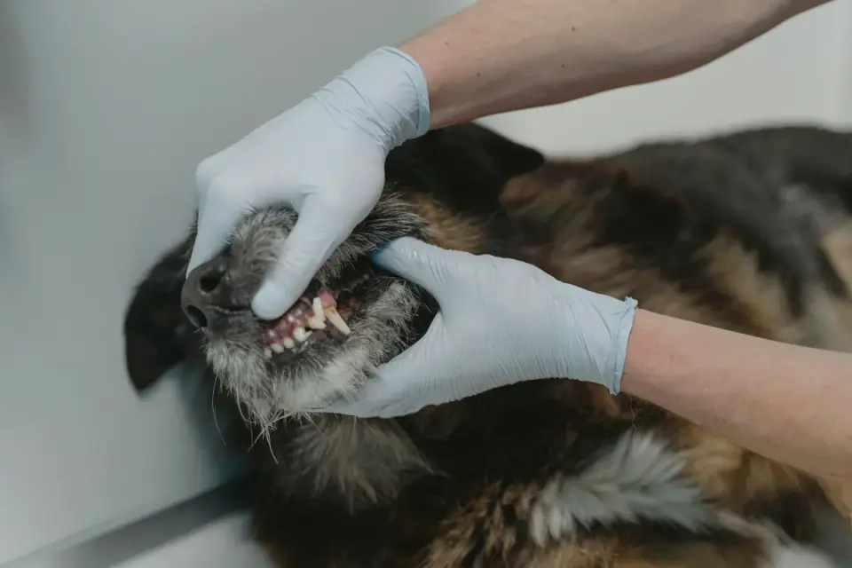 A veterinarian gently palpating a dog&#x27;s abdomen during a wellness exam