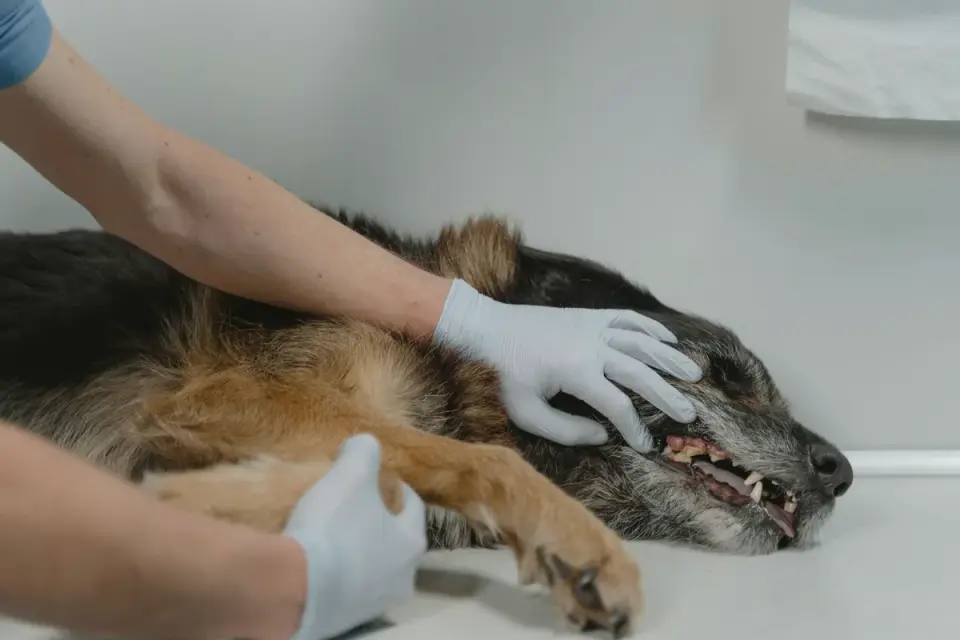 A veterinarian palpating a senior dog&#x27;s spine and ribs during a body condition check