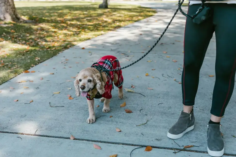 An owner pausing to watch their dog's gait while walking on a grass path
