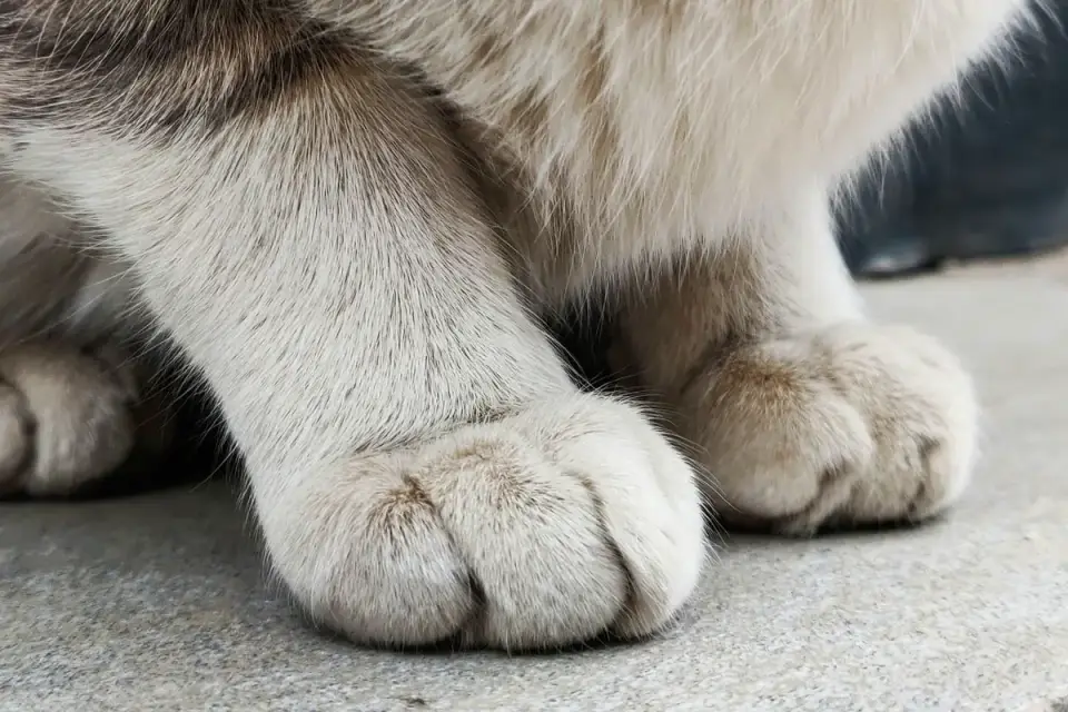 Close-up of a dog&#x27;s paw pads resting on a concrete sidewalk