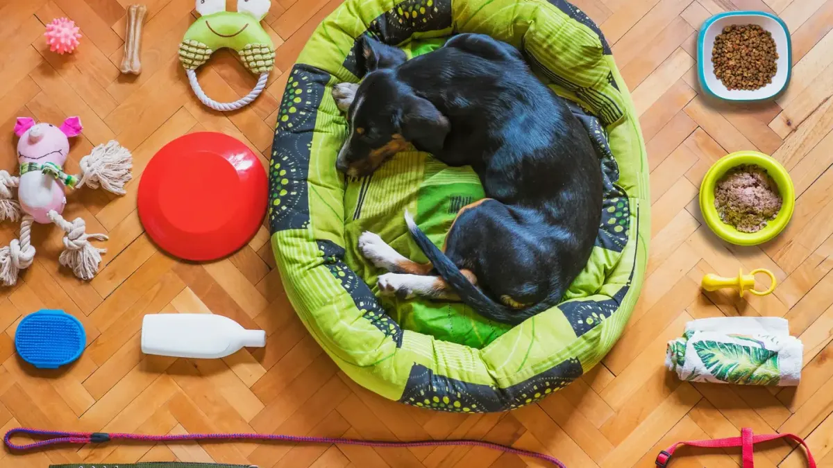 Dog eating from a bowl