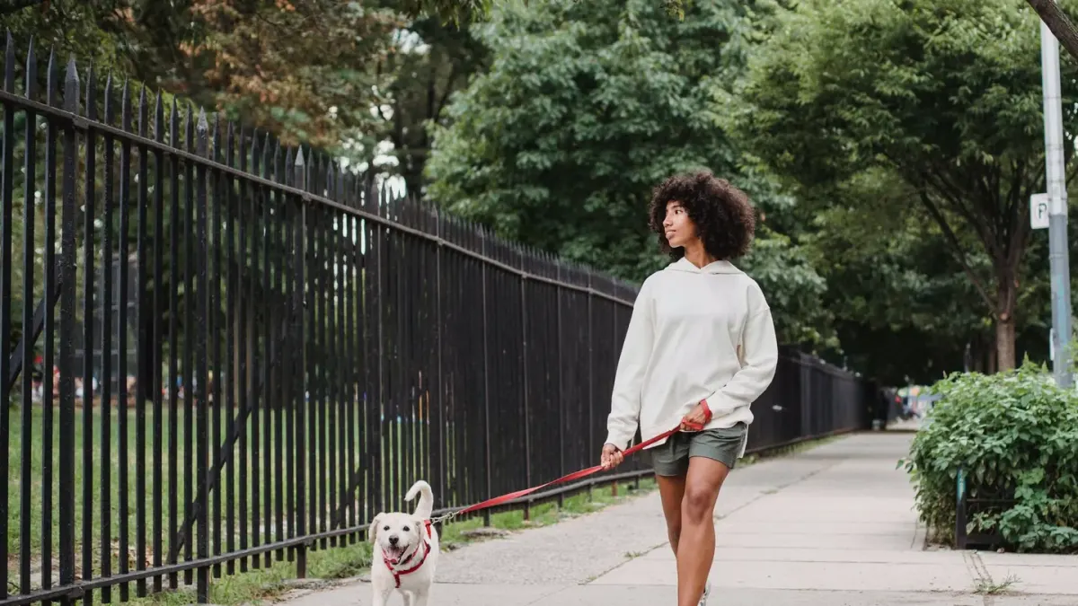 Dog walking with an owner
