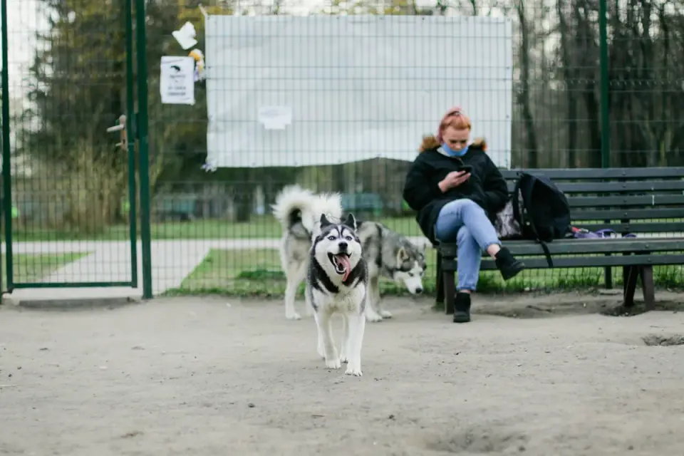 Older dog with an owner in a park