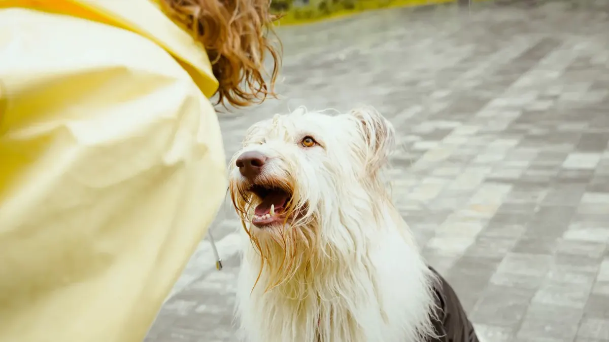Older dog with an owner in a park