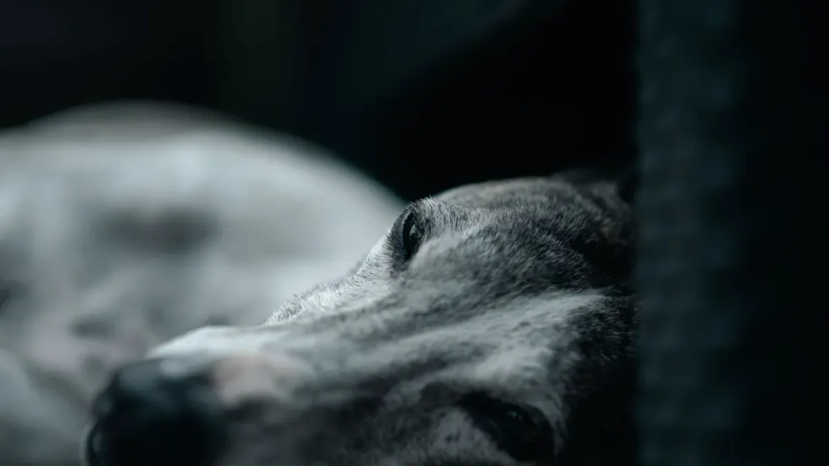 Senior dog resting at home