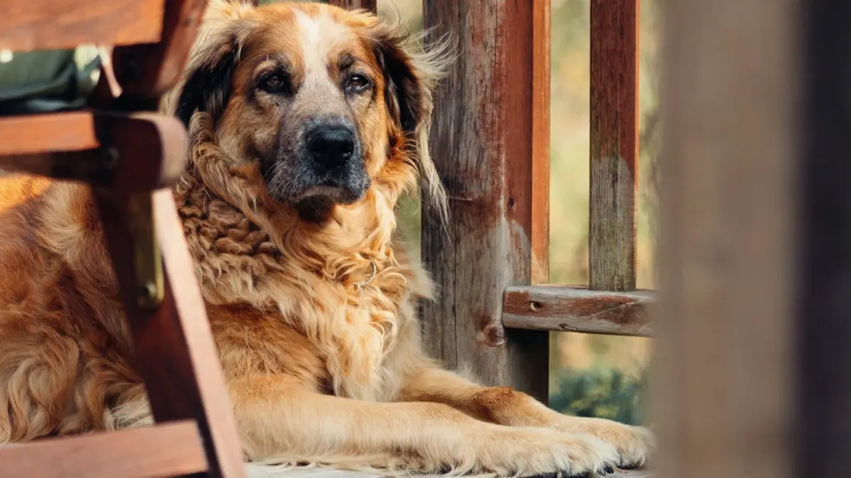 Senior dog resting at home