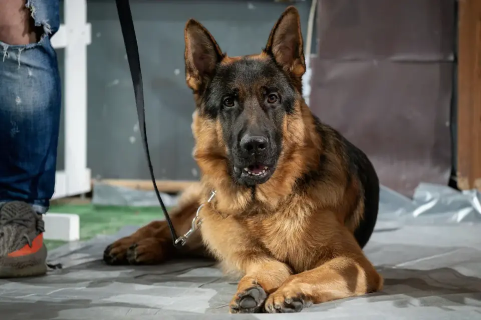 Senior dog resting on an orthopedic bed close to its owner&#x27;s feet