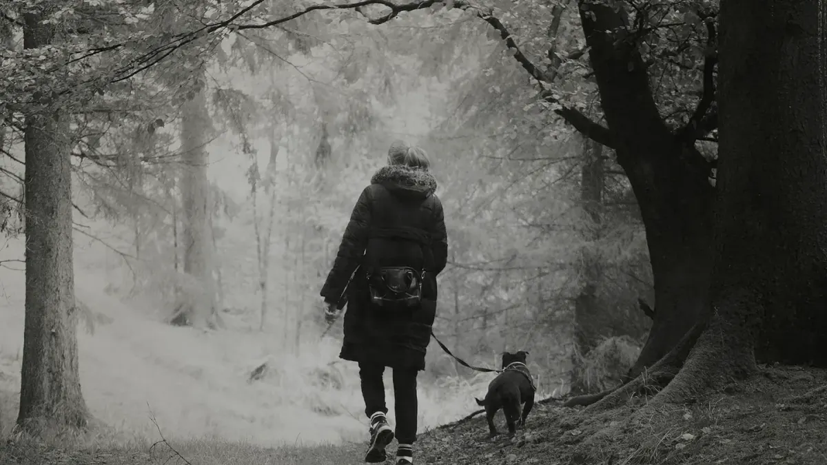 Senior dog walking with an owner