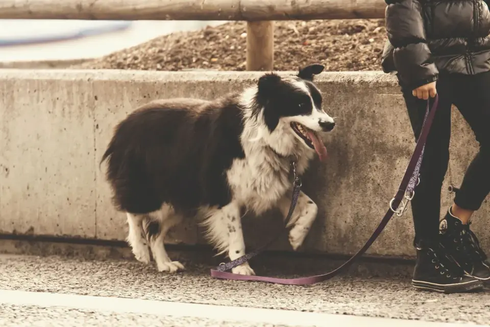 Senior dog walking with an owner