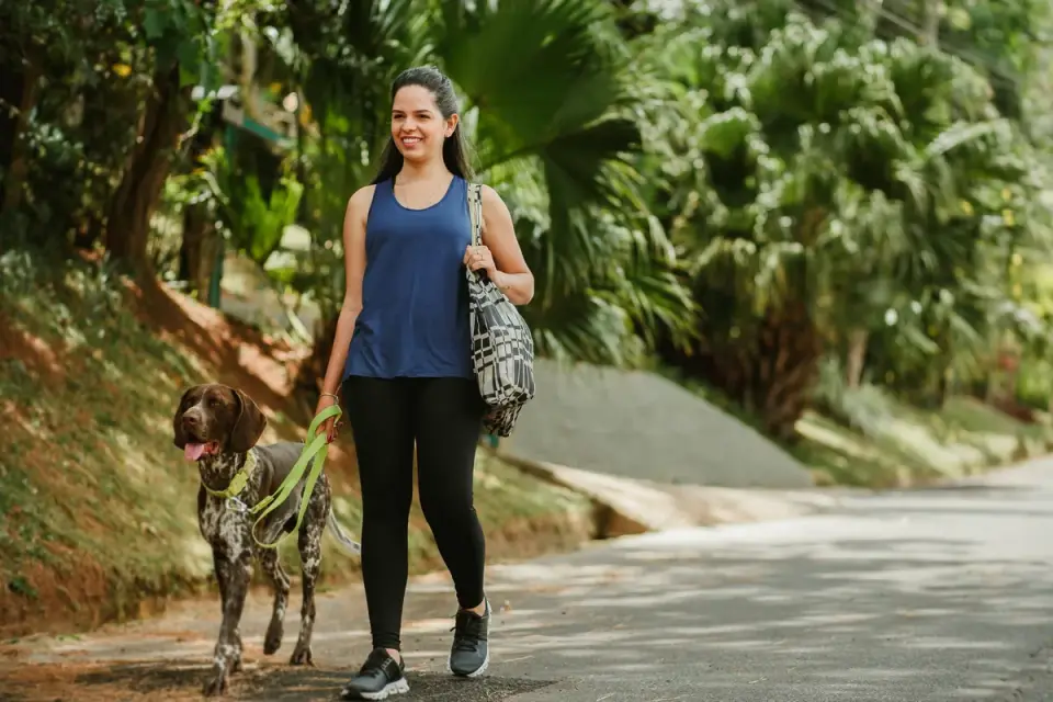 Senior dog walking with an owner
